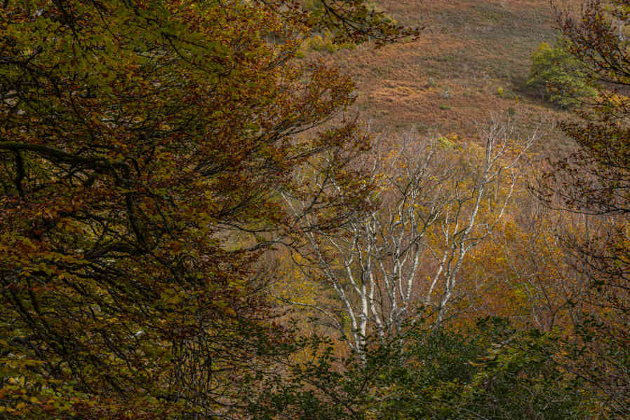 Comunidad Foral de Navarra 088 - Selva de Irati